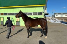 [テスト]アルアイン