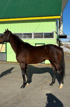 [テスト]アルアイン