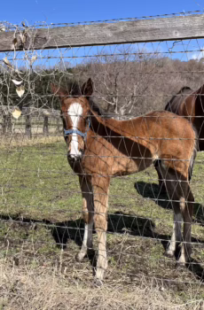 [テスト]スカーレットテイルの25