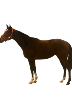 [テスト]ブラーノの25