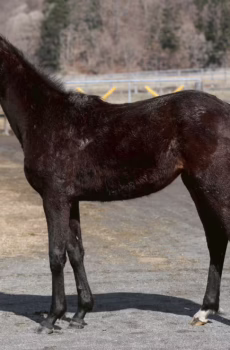 [テスト]ジレーネの24